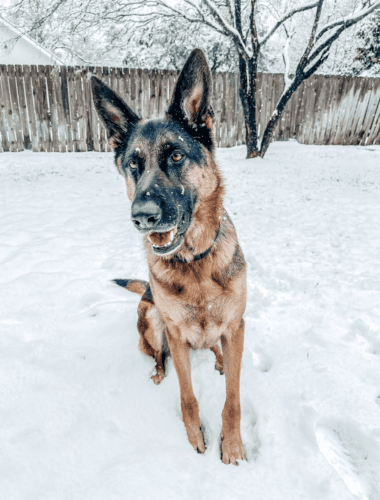 Snow Dog Preset Collection photo review